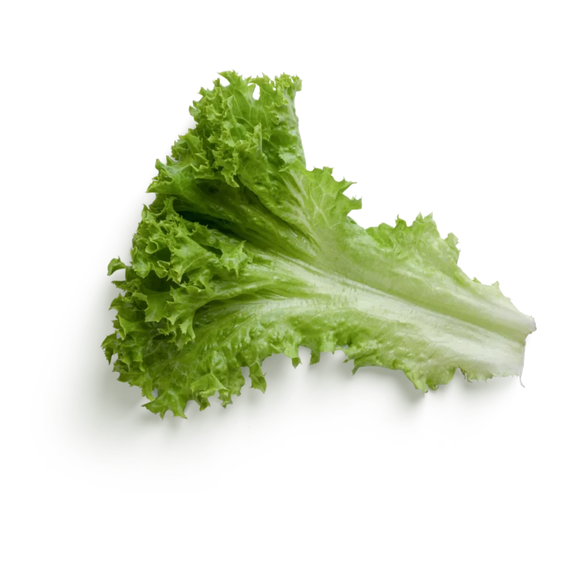 Querido lettuce